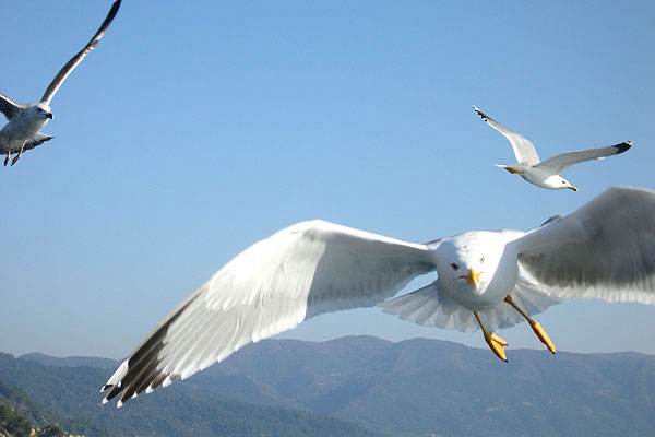 Cruise in Mountain Athos